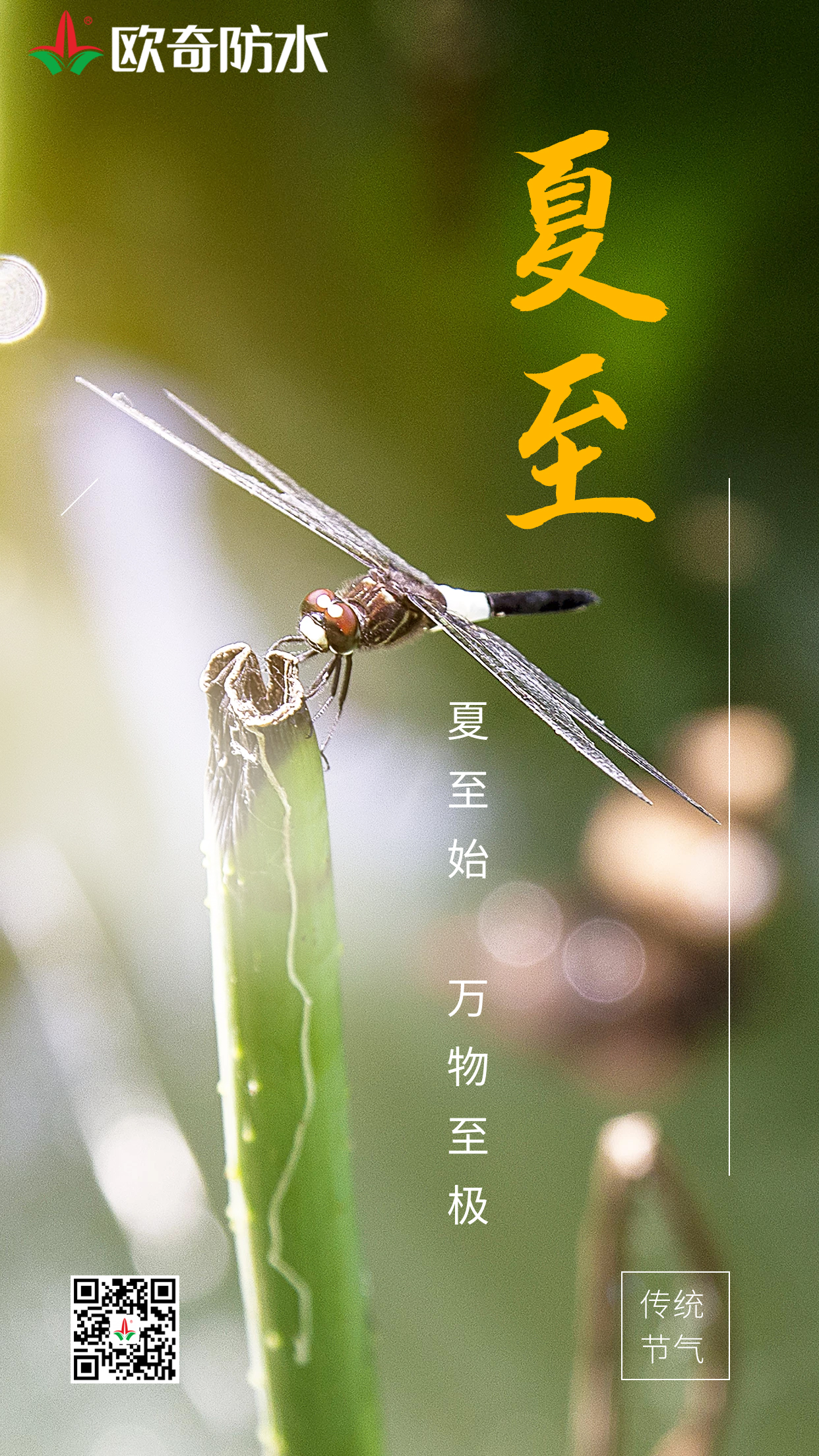 夏至欧奇